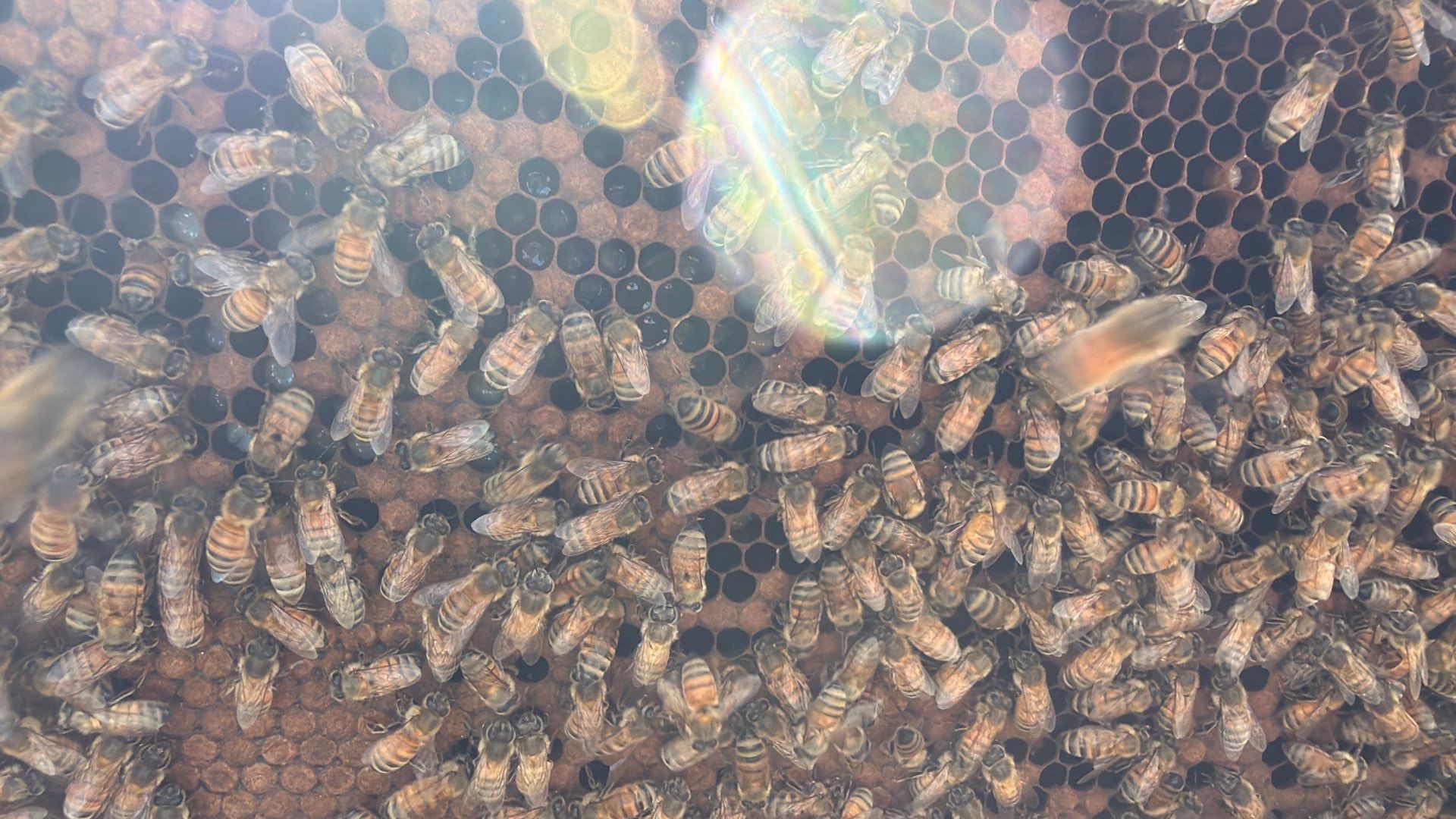 Momma K’s apiary by Rockwall Honey Bee Company