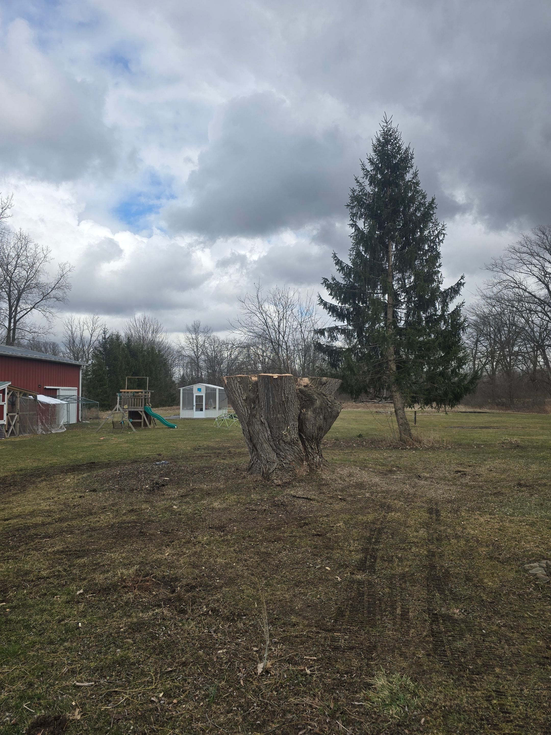 Tree Removal by Treeman Tom LLC