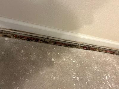 Mold Damage Project in Thornton
