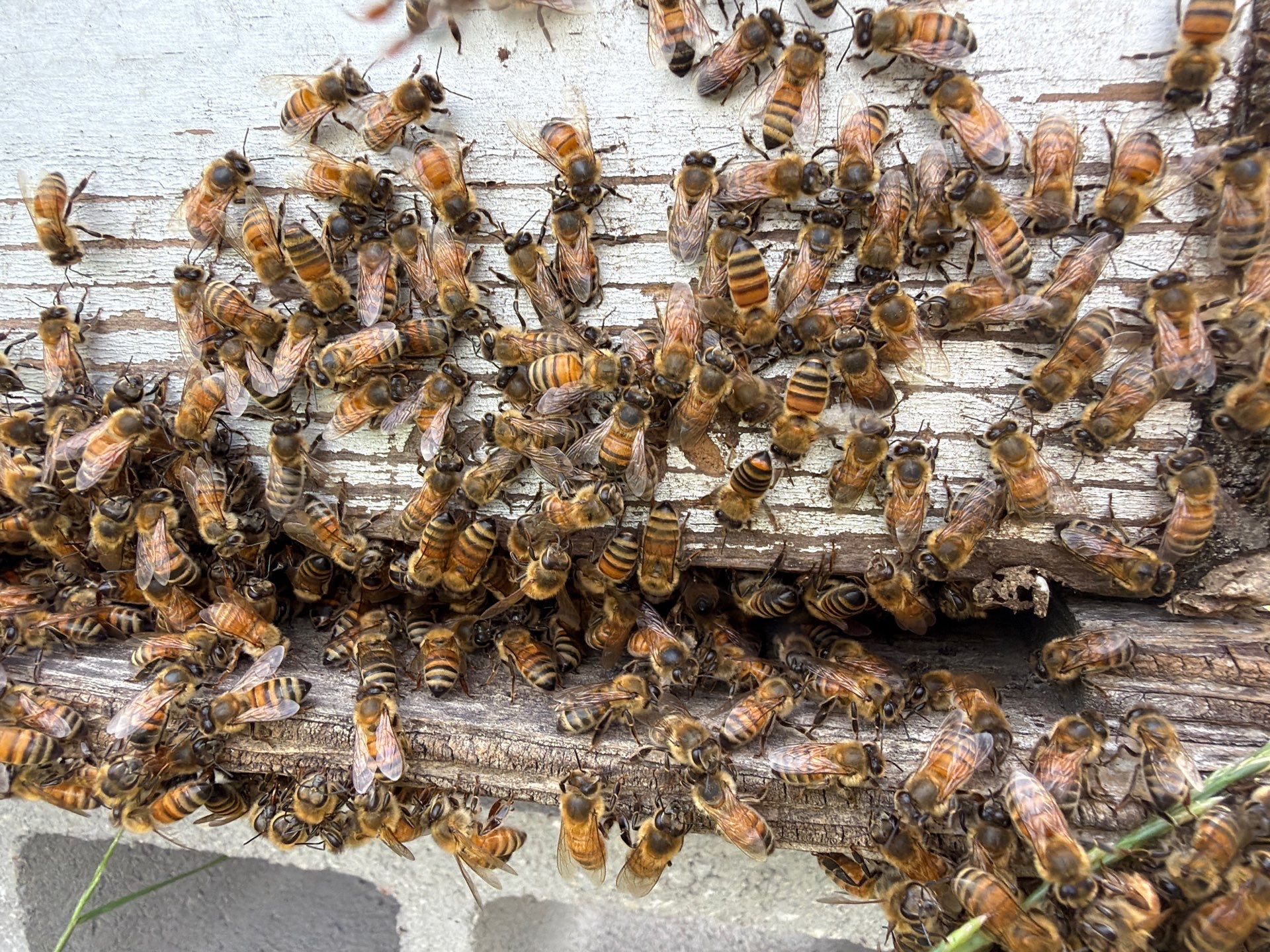 Exemption in Royse City, TX by Rockwall Honey Bee Company