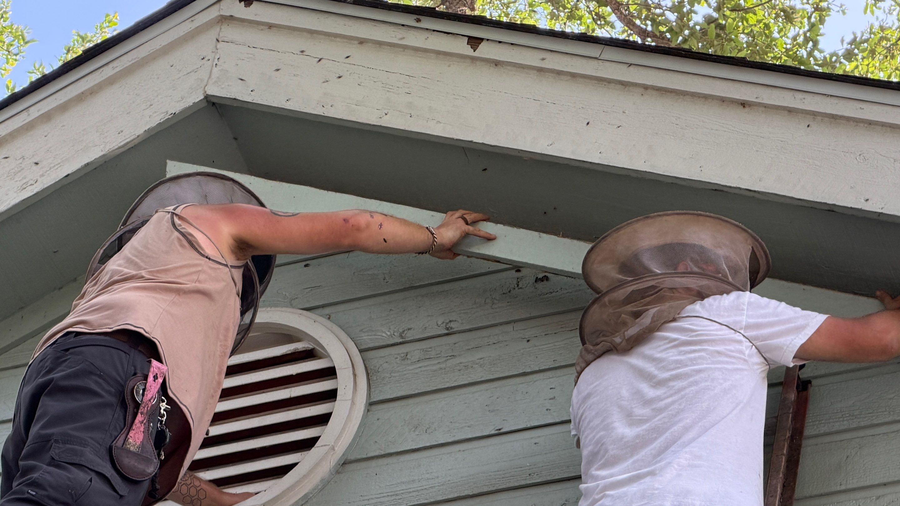 High Peak Bees by Rockwall Honey Bee Company