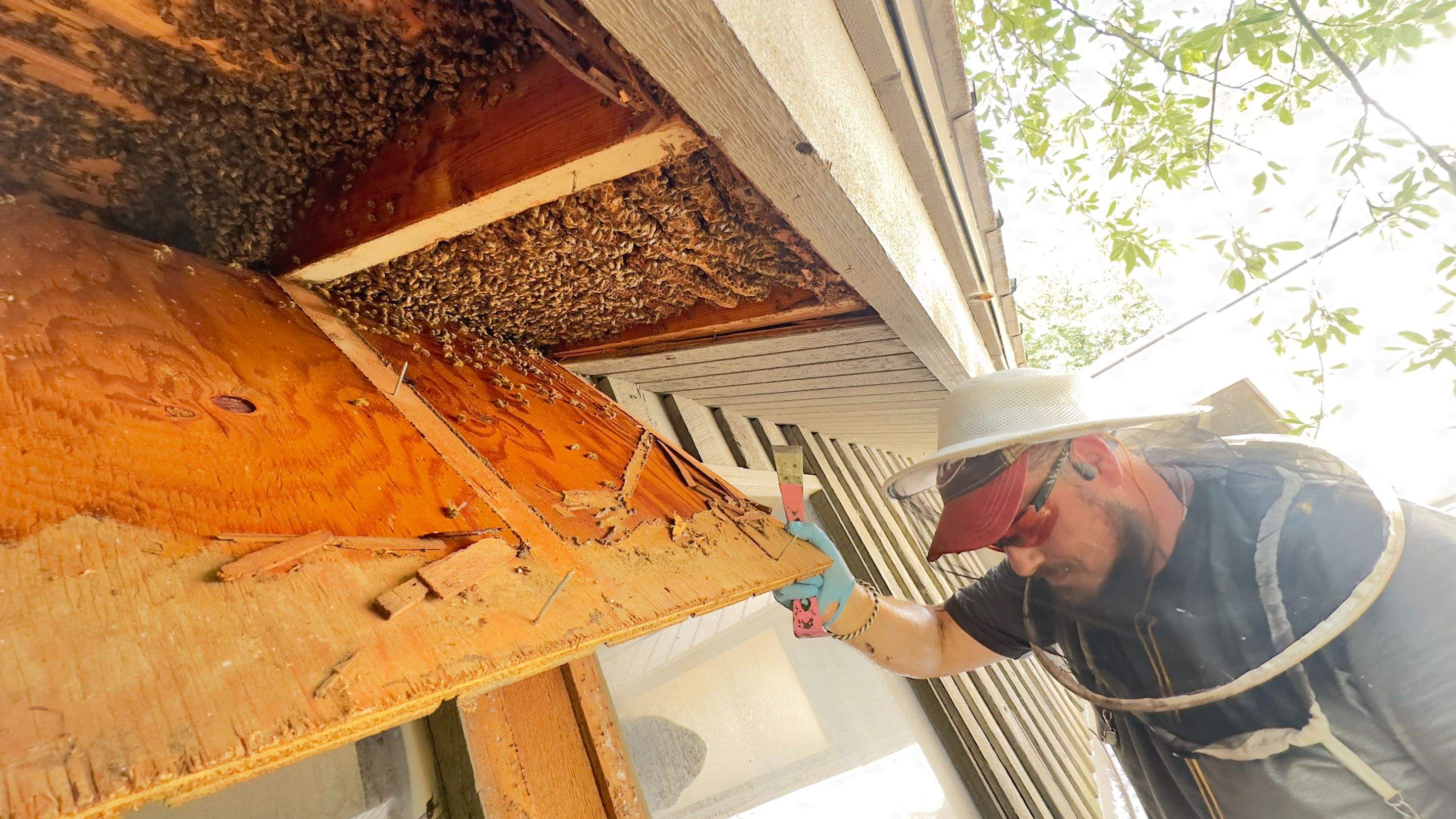 Old Faithful by Rockwall Honey Bee Company