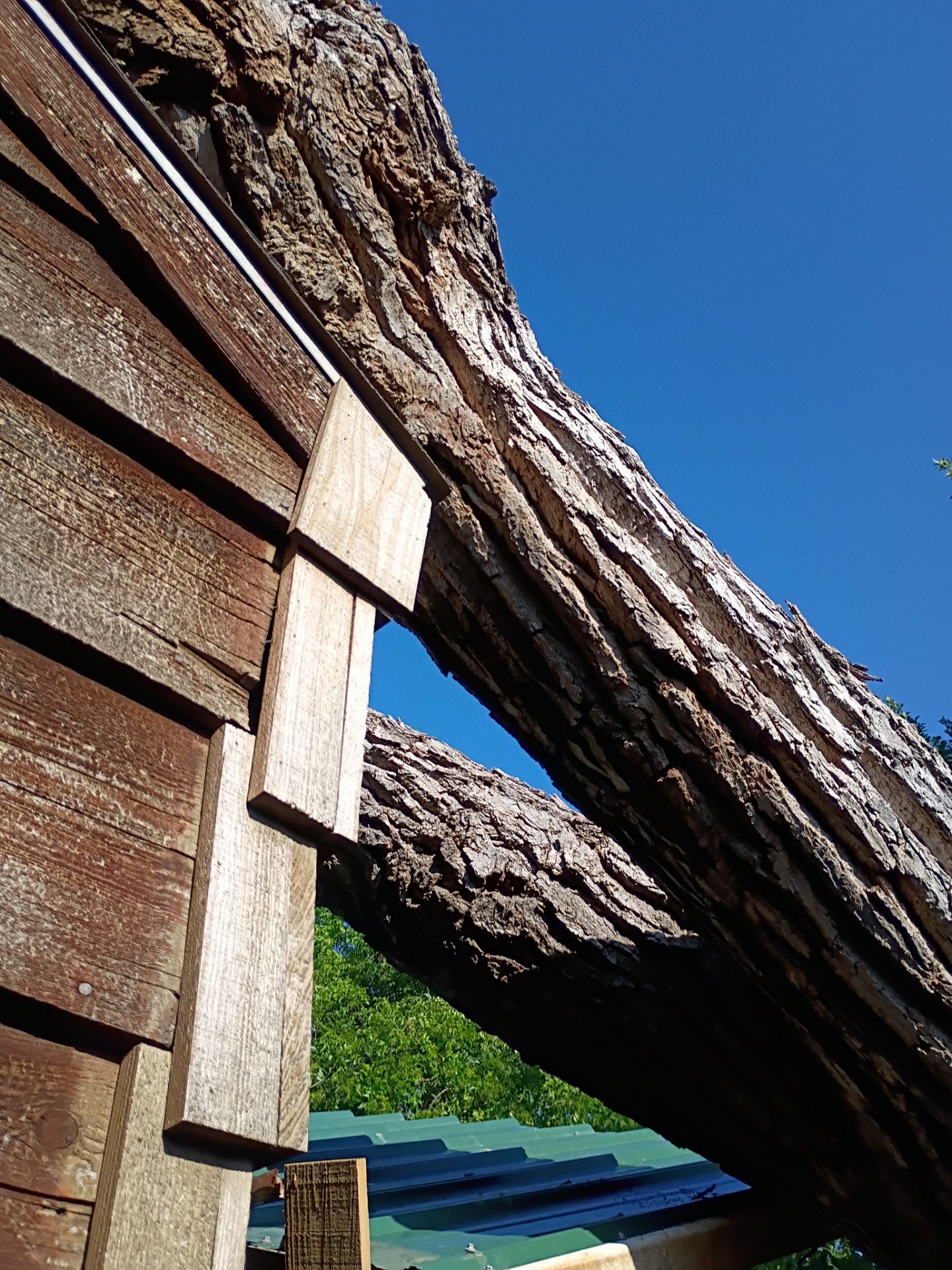 Dangerous Tree Tree Removal  by Clays Services Inc