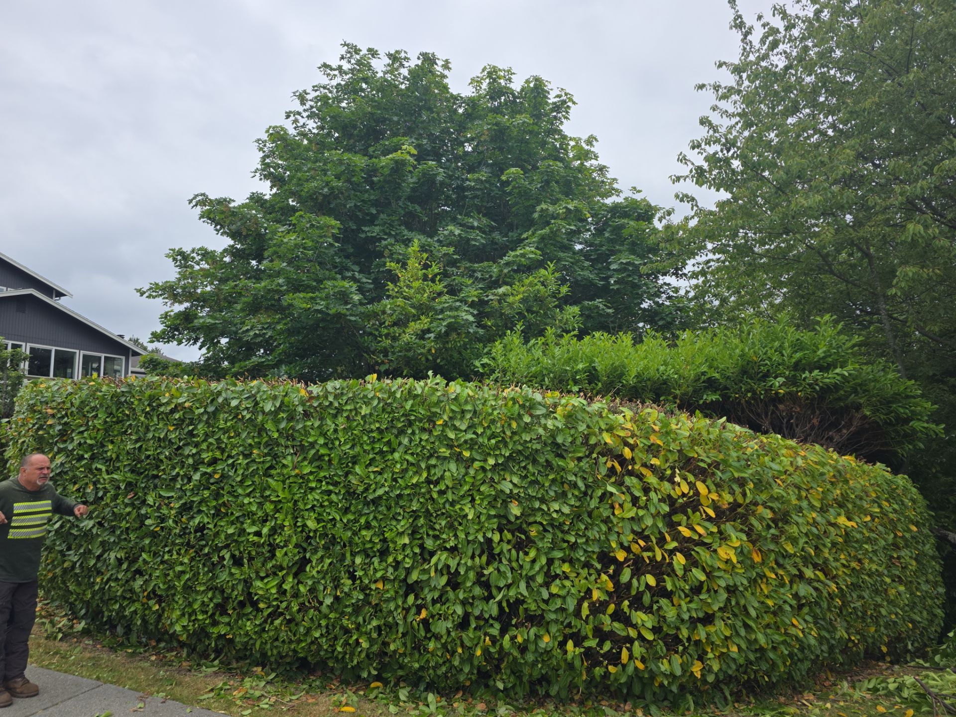 🌲✂️Building Clearance & Precision Hedge Trimming by Sound Tree Care LLC