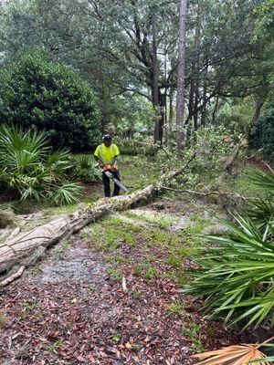 Deerwood Resident | Tree Removal & Trimming