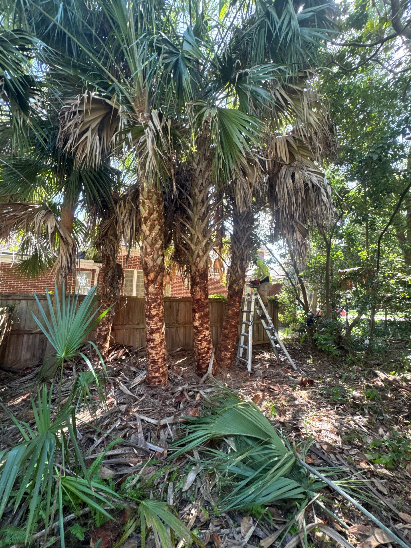 Deerwood Resident | Palm Tree Trimming & Booting by ProGreen Services