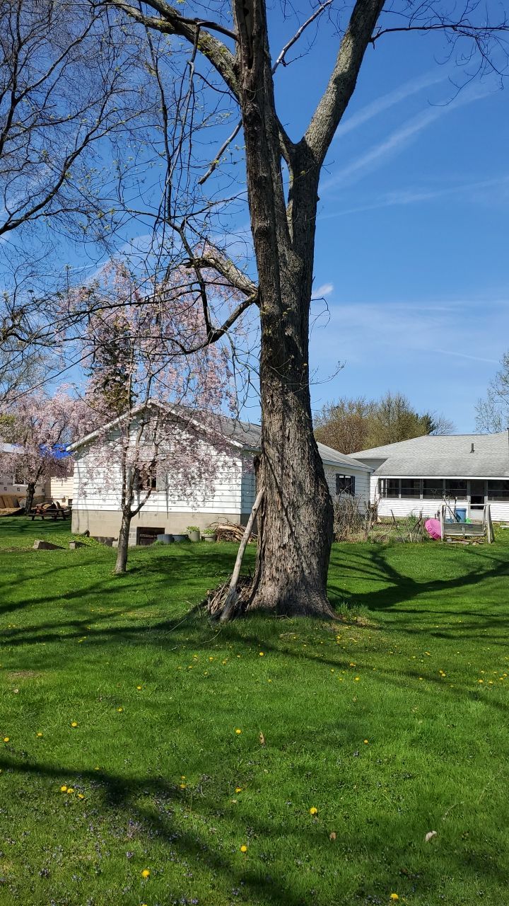 Tree Removal using Tree Removal by Mike Jones & Sons Tree Service LLC 