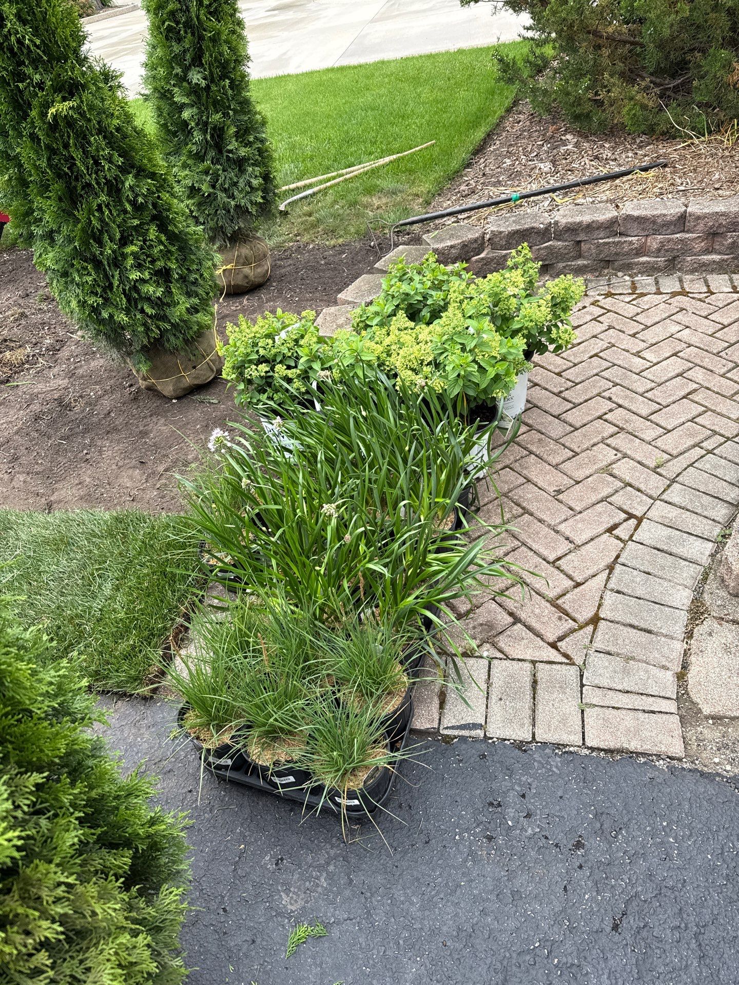Anne P. - Arlington Heights, IL by A&N 
