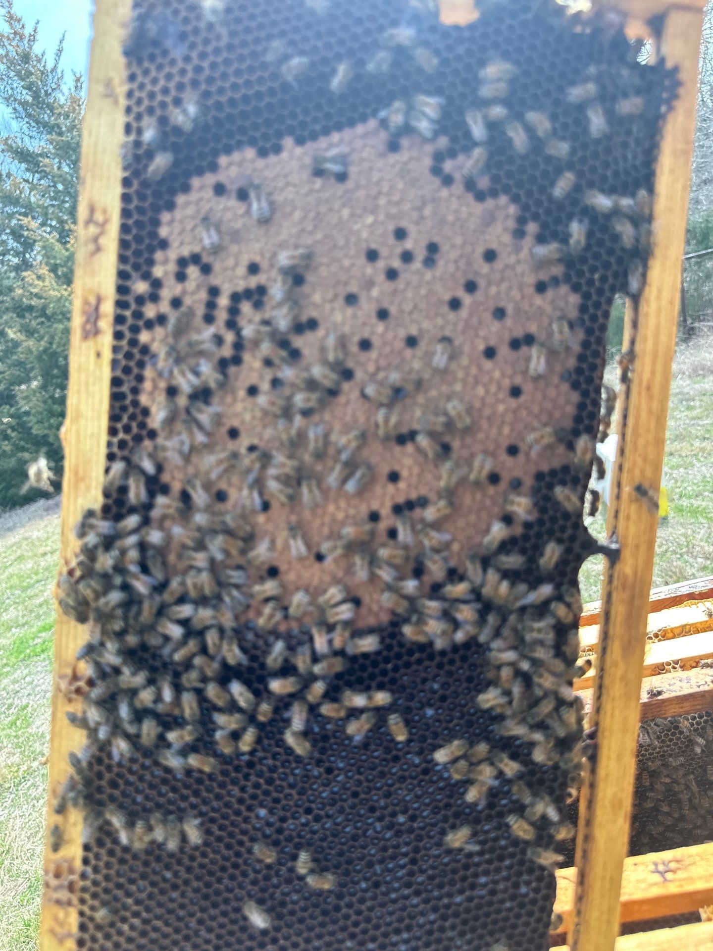 Bees for Ag. Exemption in Heath by Rockwall Honey Bee Company