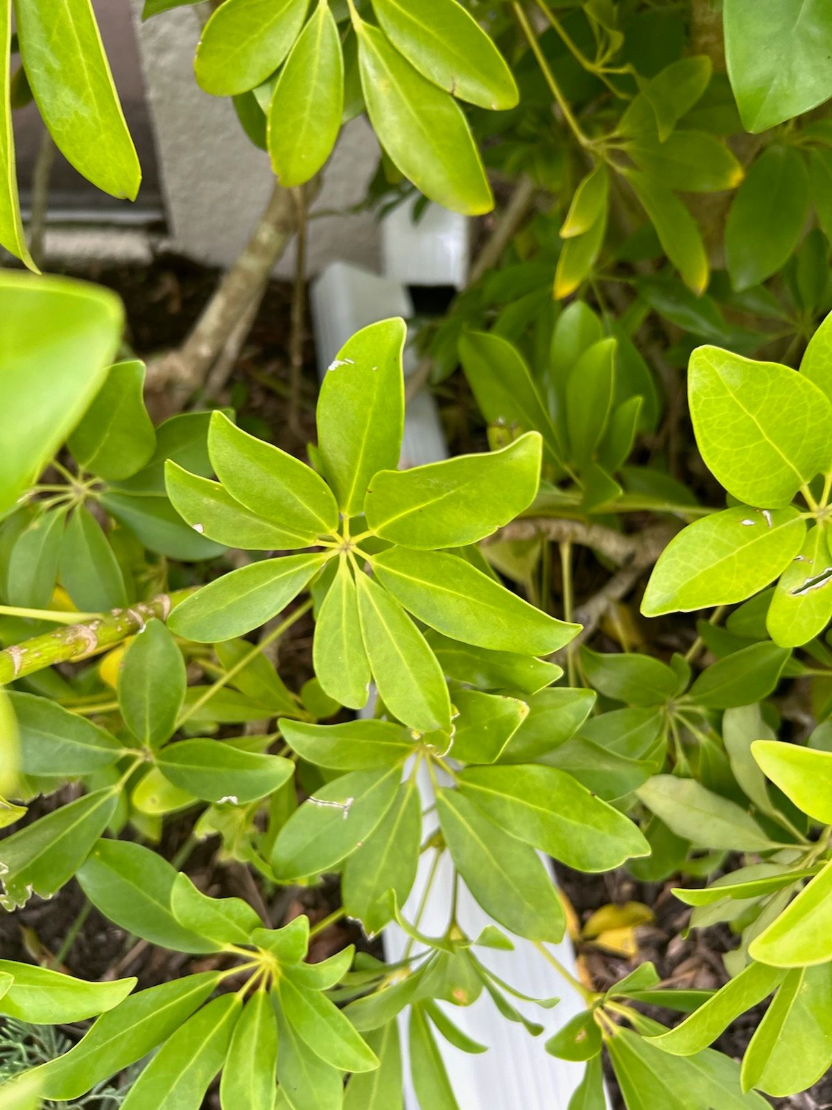 Seamless Gutter Installation for Beach Homes  by Gutter Professors