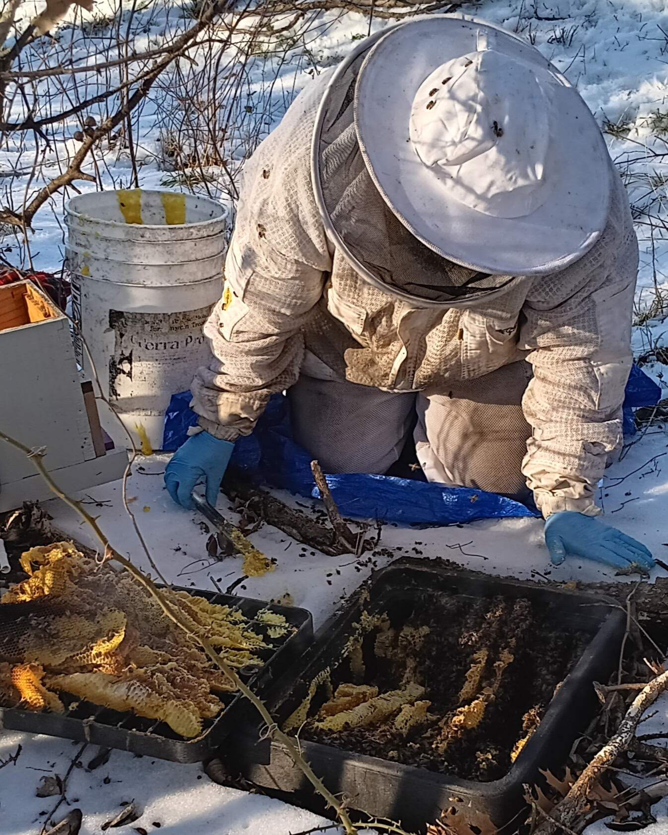 Winter Freeze Bees by Rockwall Honey Bee Company