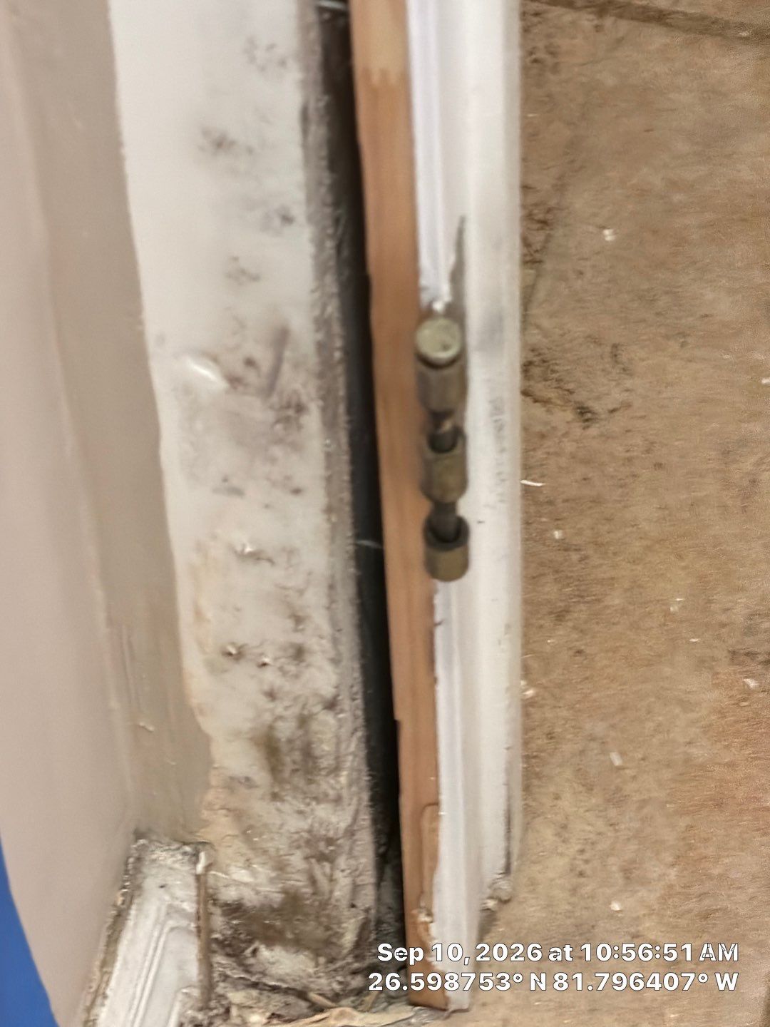 Fort Myers Water Damage Restoration and Professional Mold Remediation by Microscope