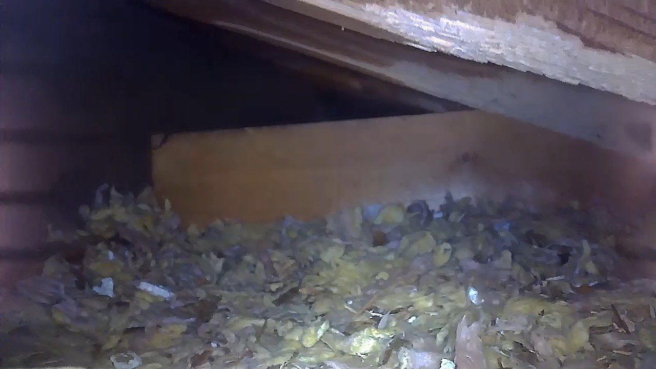 Soffit- End Squirrel entry by Abra Kadabra Pest And Wildlife 