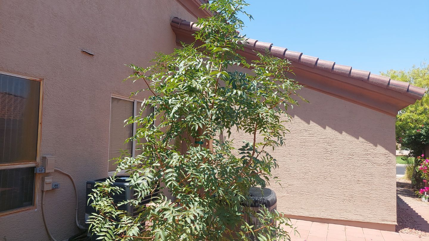 Exterior Painting - Gilbert by Crash of Rhinos Painting & Garage Floors