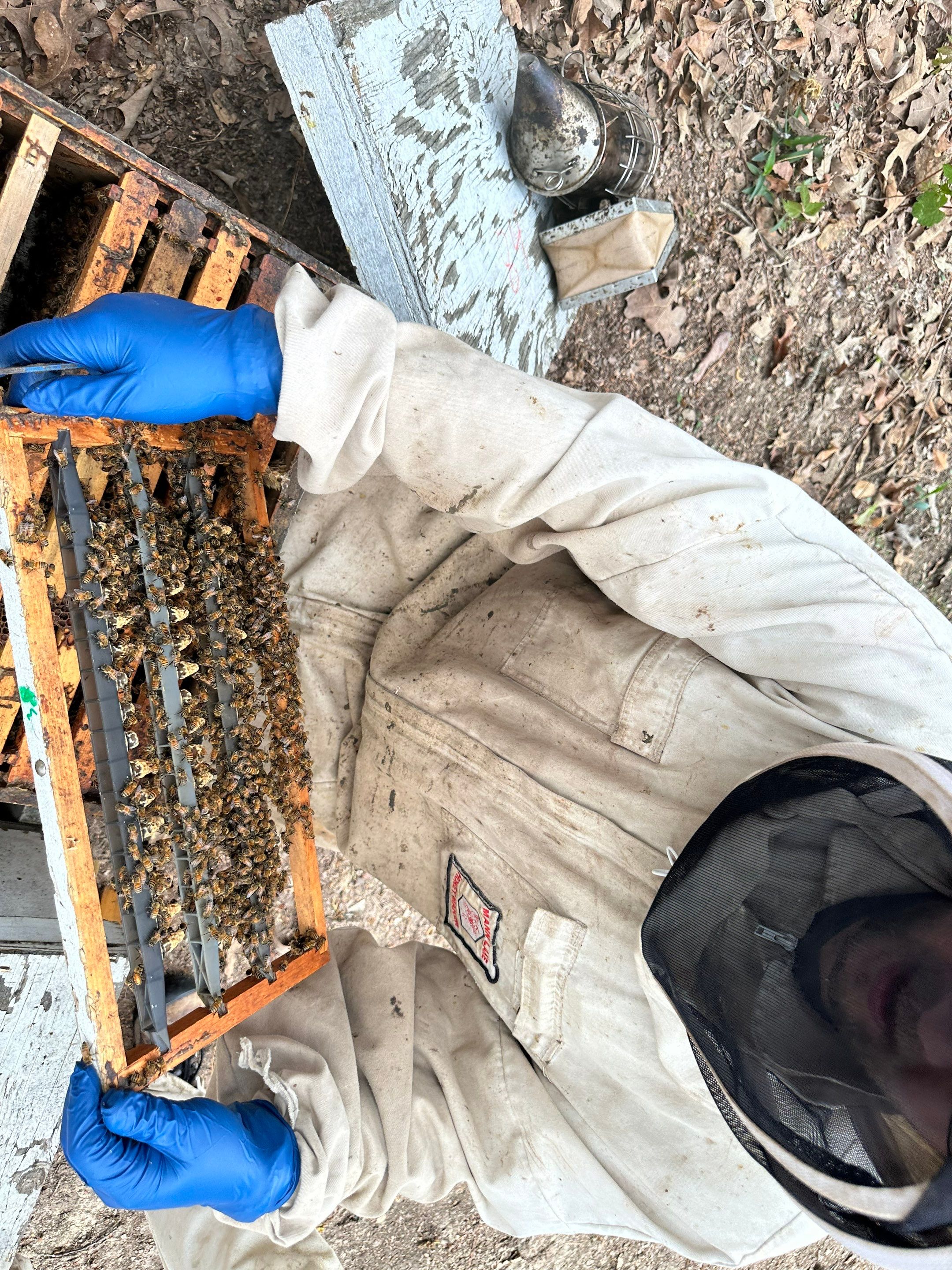 BeeGirl ETX HQ by Rockwall Honey Bee Company