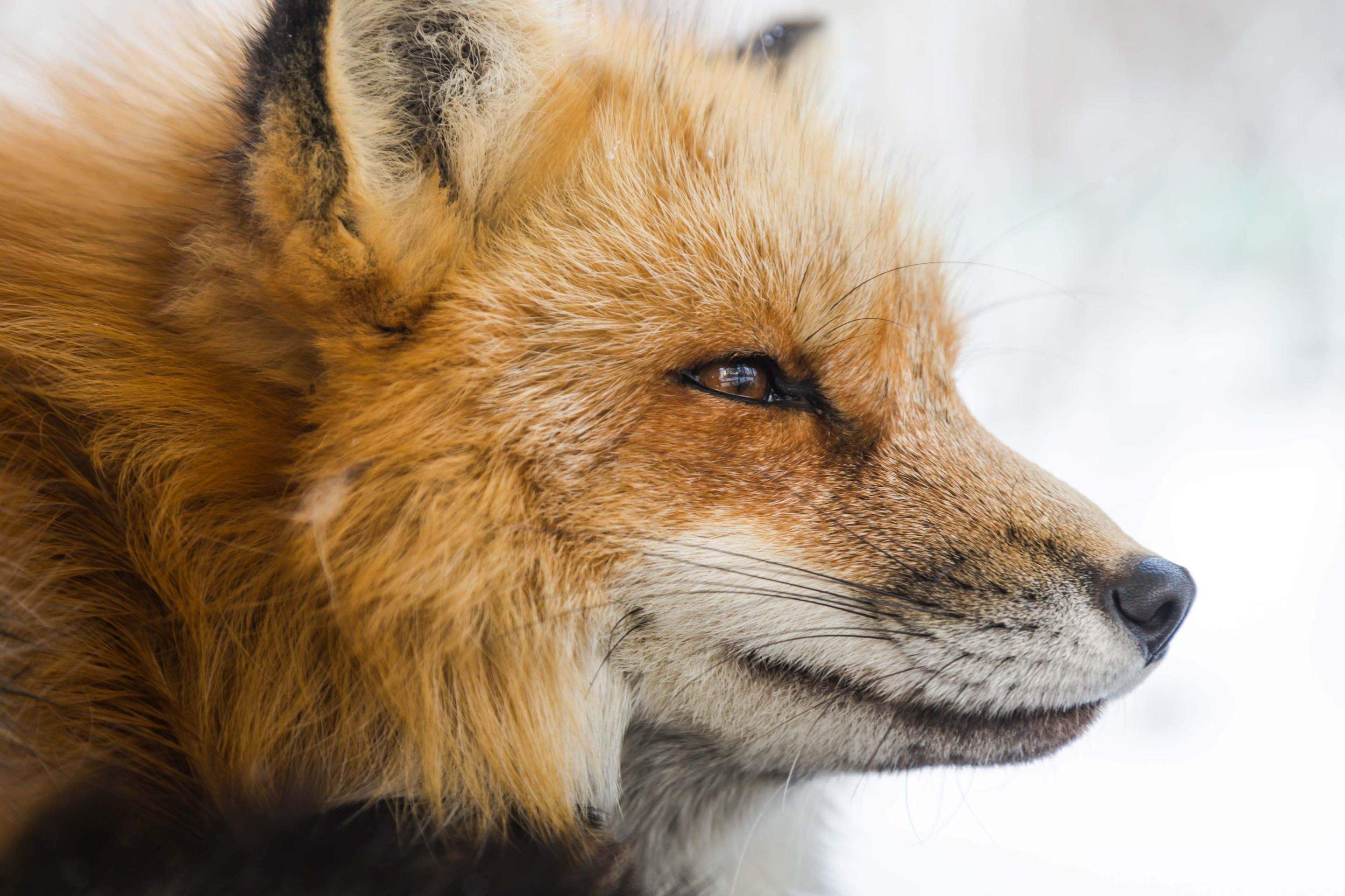 Animals using Ruby by CompanyCam