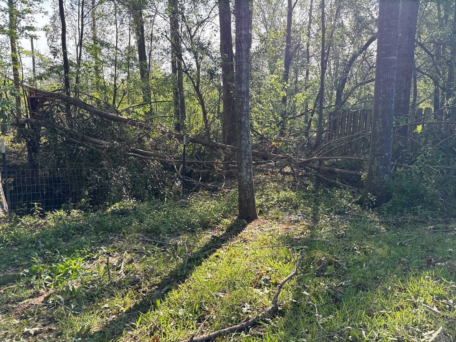 Disaster Relief using Dinolift  by American Arbor