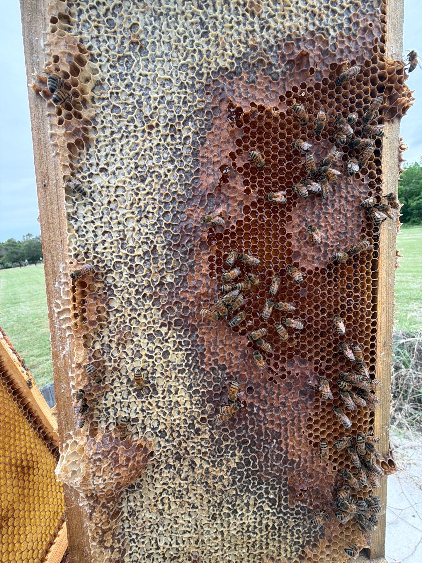 Bees at the Bank! by Rockwall Honey Bee Company