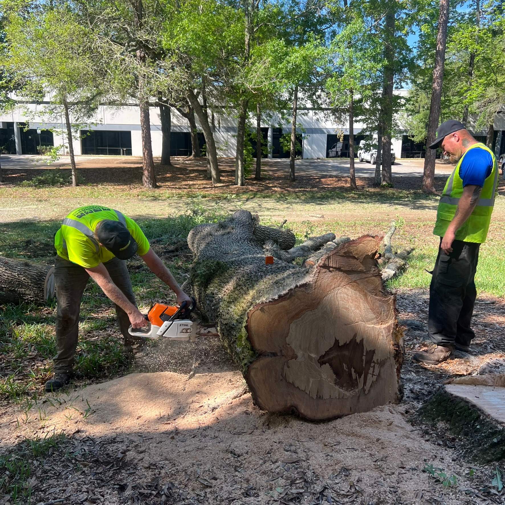 Tree Work | Autobahn Raceway by ProGreen Services