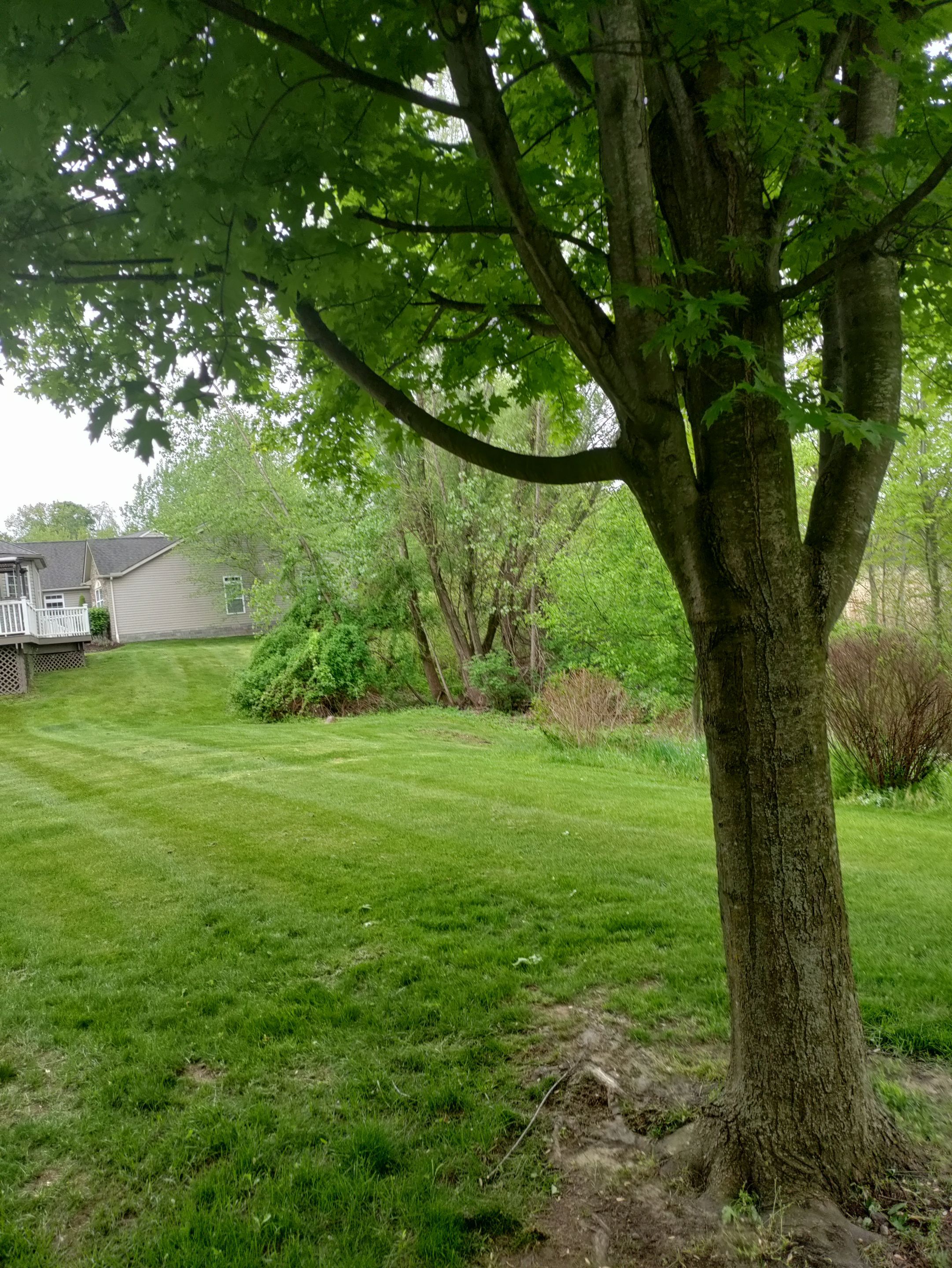 Tree Removal using Tree Removal by Mike Jones & Sons Tree Service LLC 