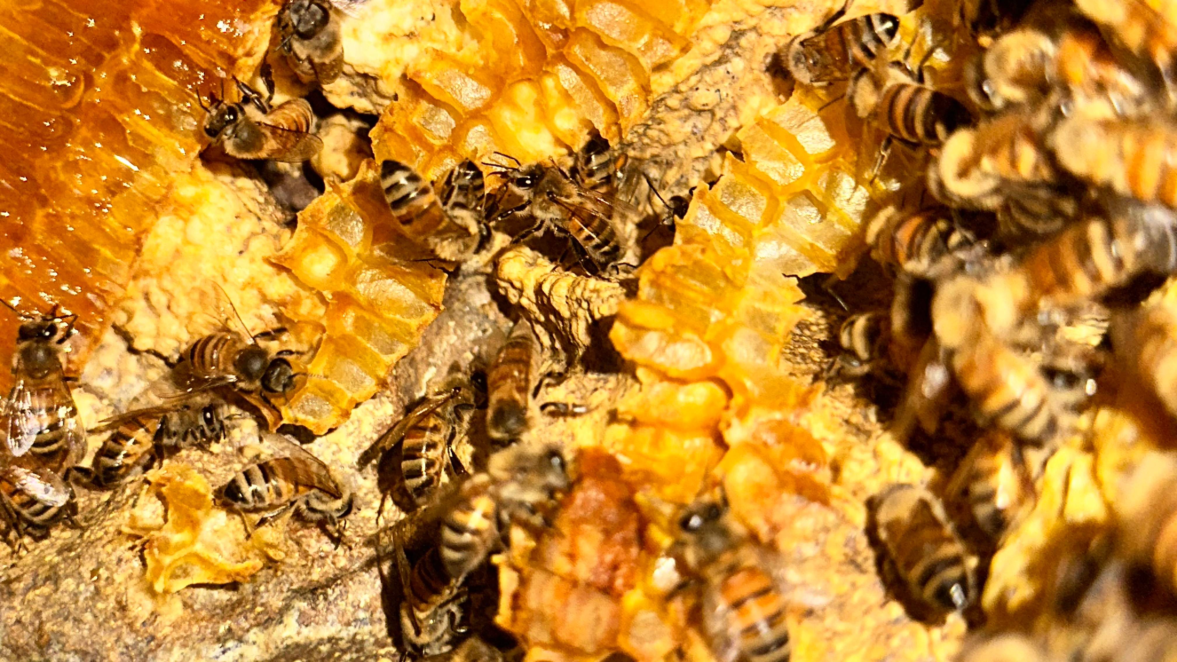 Art Gallery by Rockwall Honey Bee Company