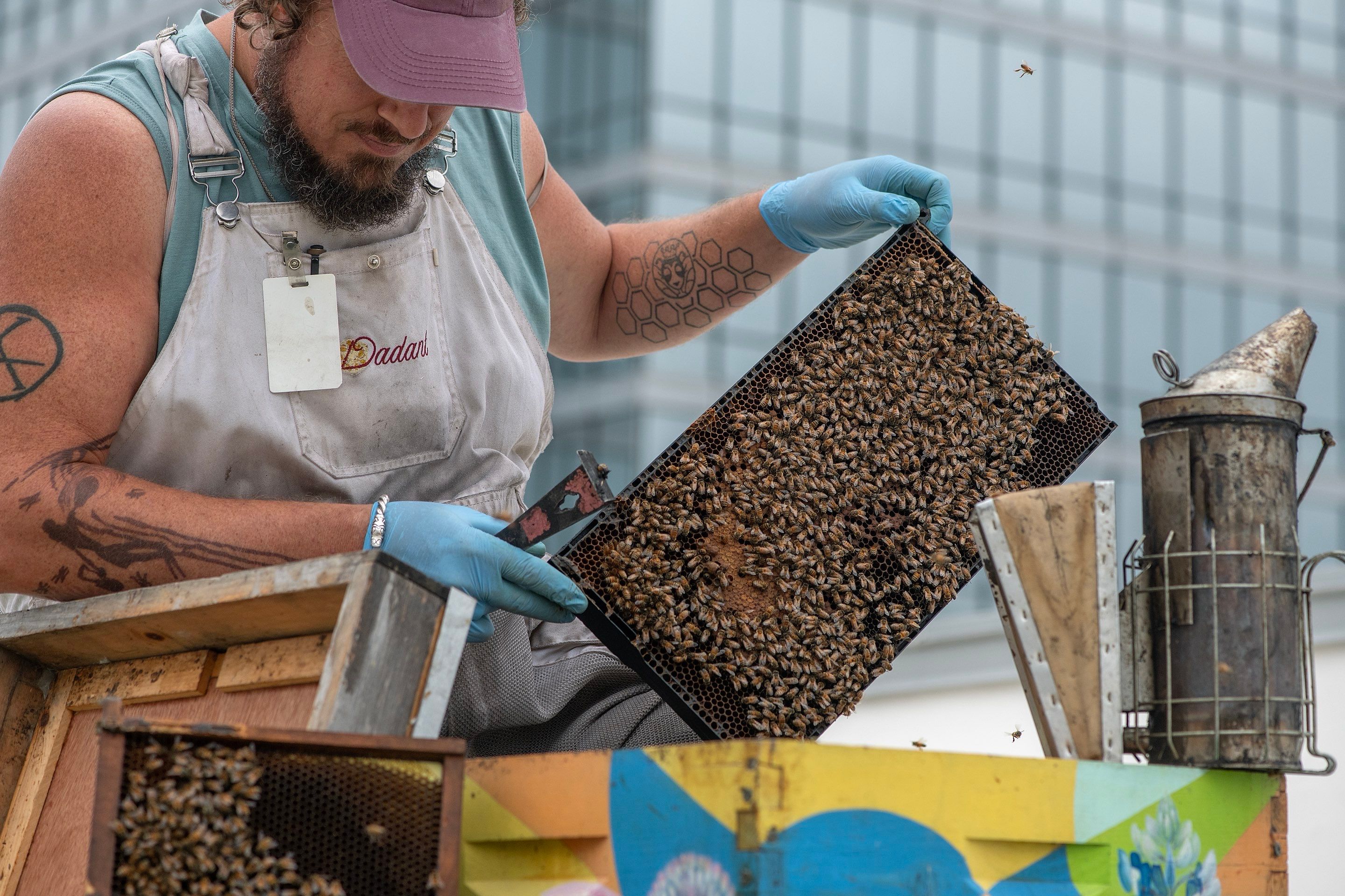 Urban Beekeeping in Dallas by Rockwall Honey Bee Company