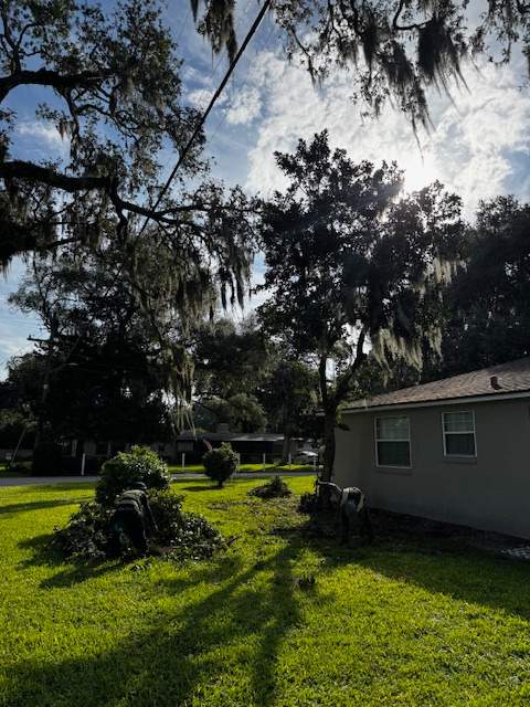 Tree Removal | Episcopal School of Jacksonville by ProGreen Services