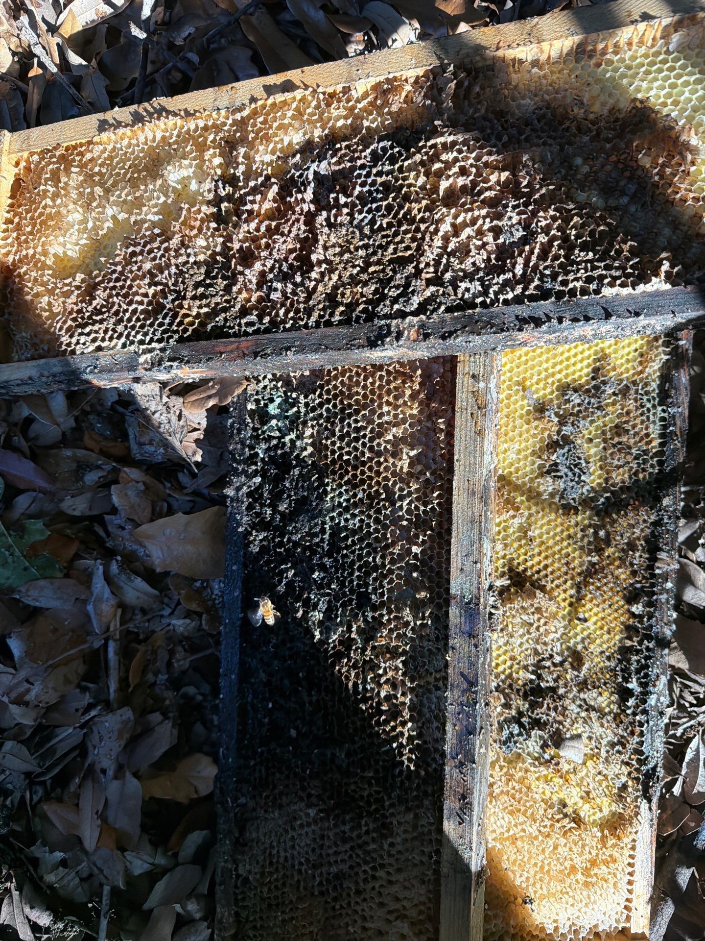 Backyard Survivor Stock by Rockwall Honey Bee Company