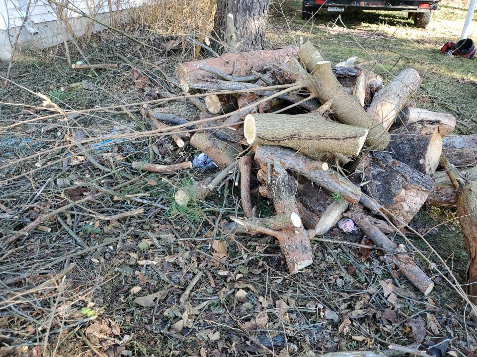 Storm Damaged Tree Removal  using Tree Removal by Mike Jones & Sons Tree Service LLC 