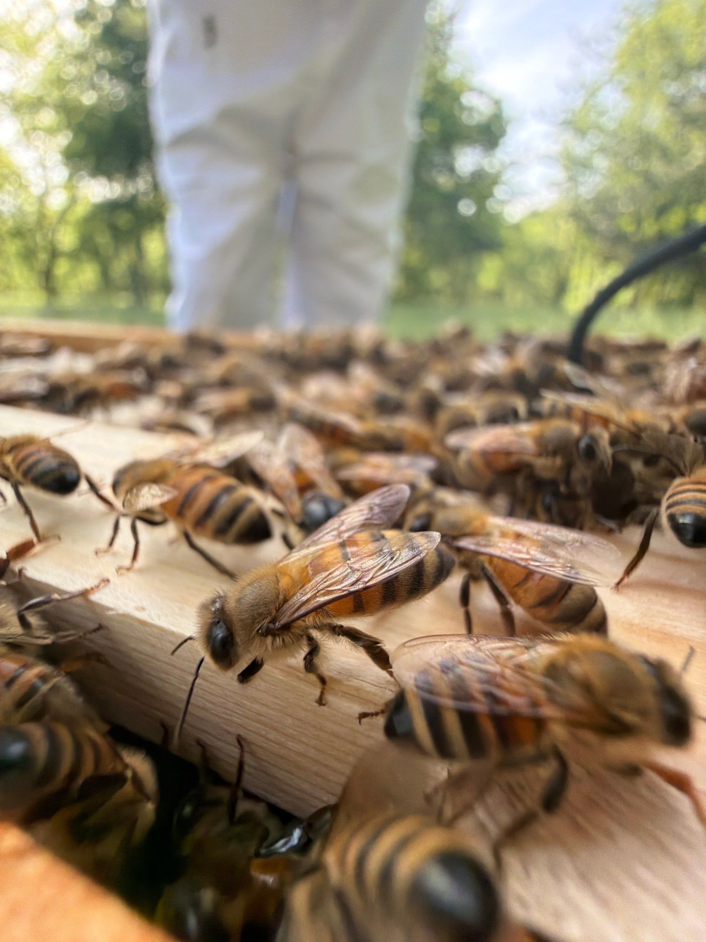 New Beekeeper in Maypearl by Rockwall Honey Bee Company