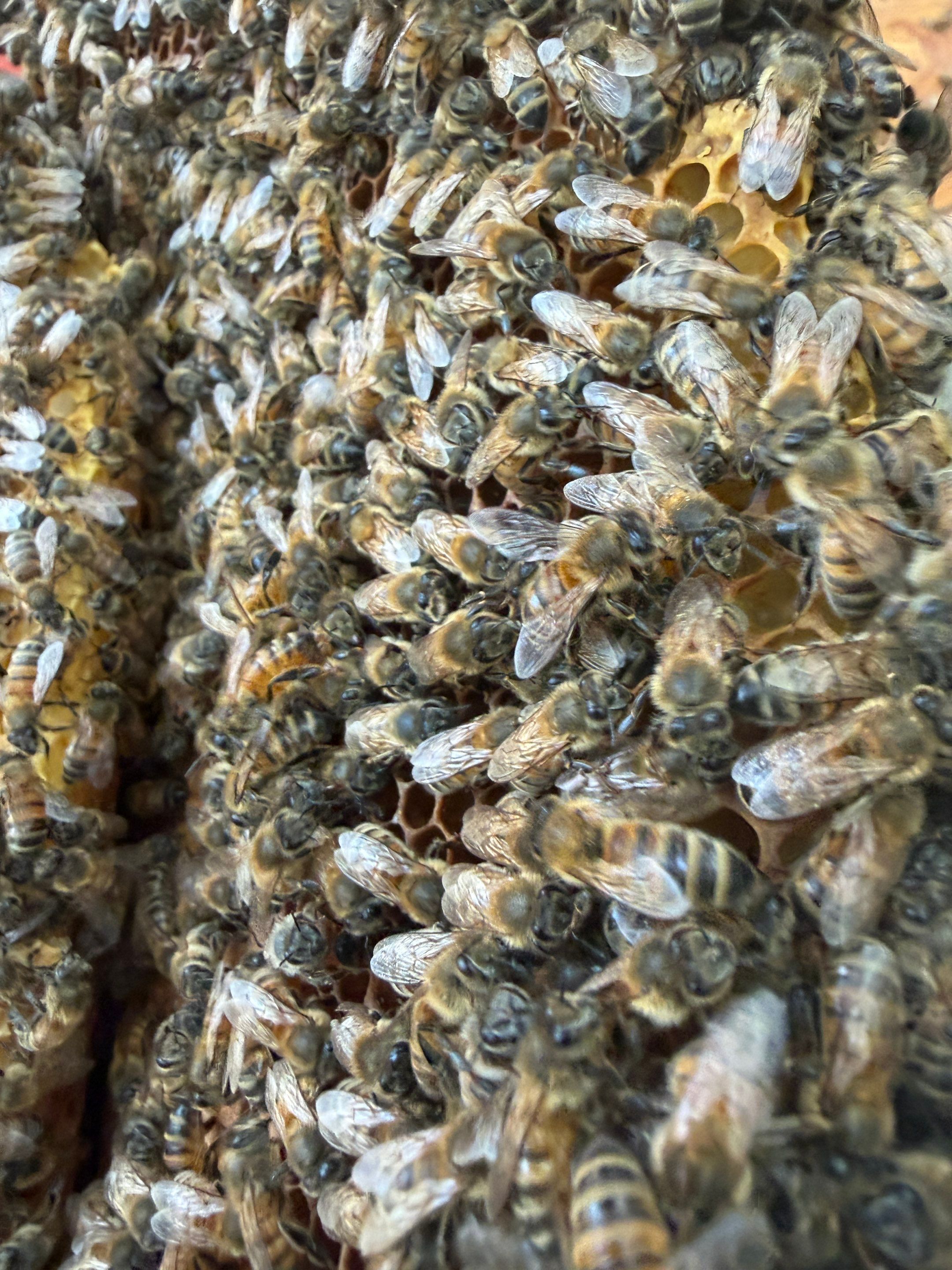 High Peak Bees by Rockwall Honey Bee Company