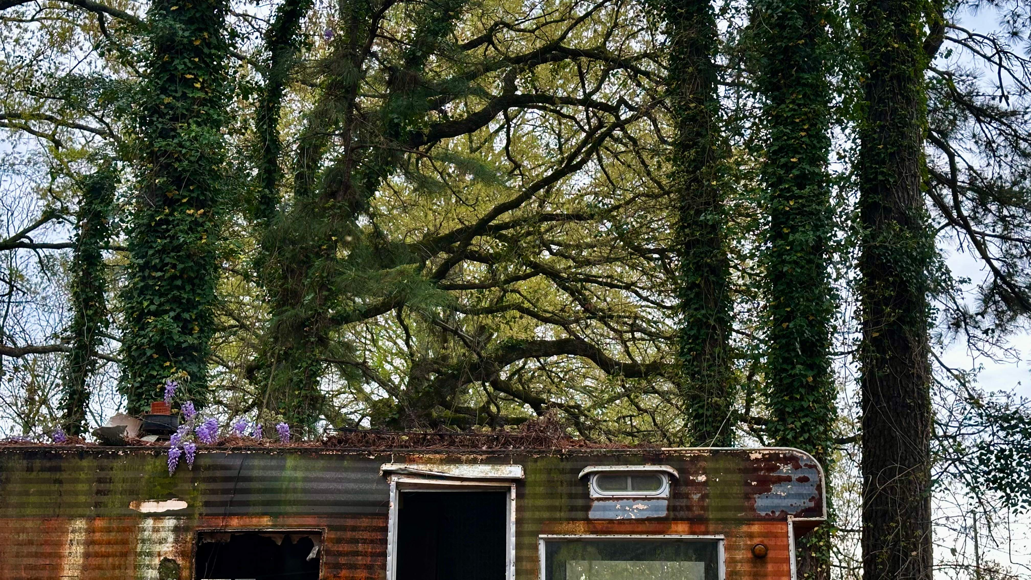 BeeGirl ETX HQ by Rockwall Honey Bee Company