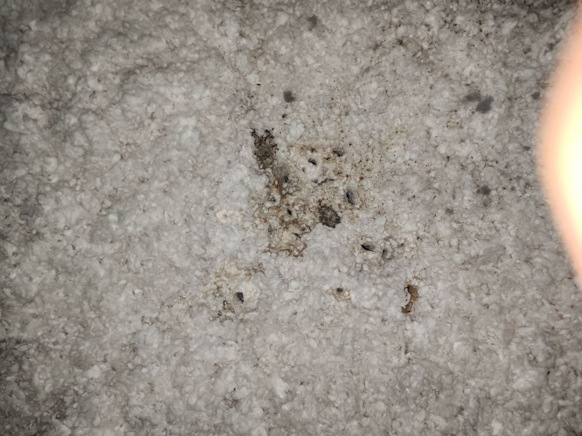 Hail Damage using Owen's Corning Duration (Lifetime) Shingles by Roof Repair Company
