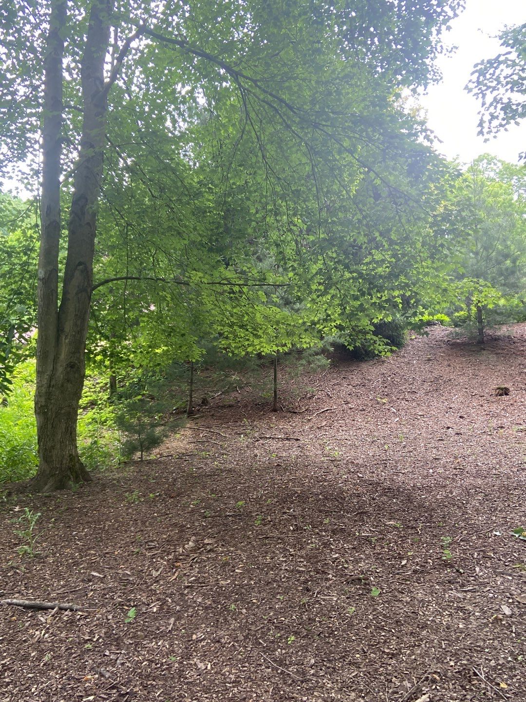 Tree Trimming using Tree Pruing by Mike Jones & Sons Tree Service LLC 