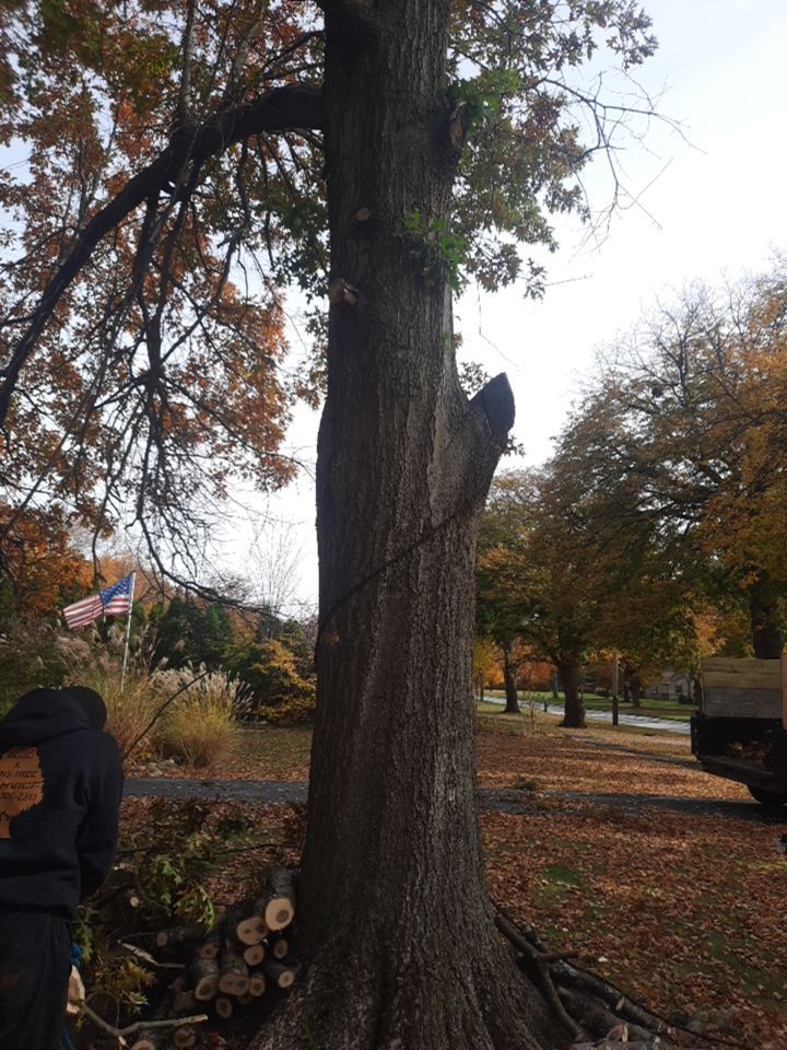 Tree Removal using Tree Removal by Mike Jones & Sons Tree Service LLC 