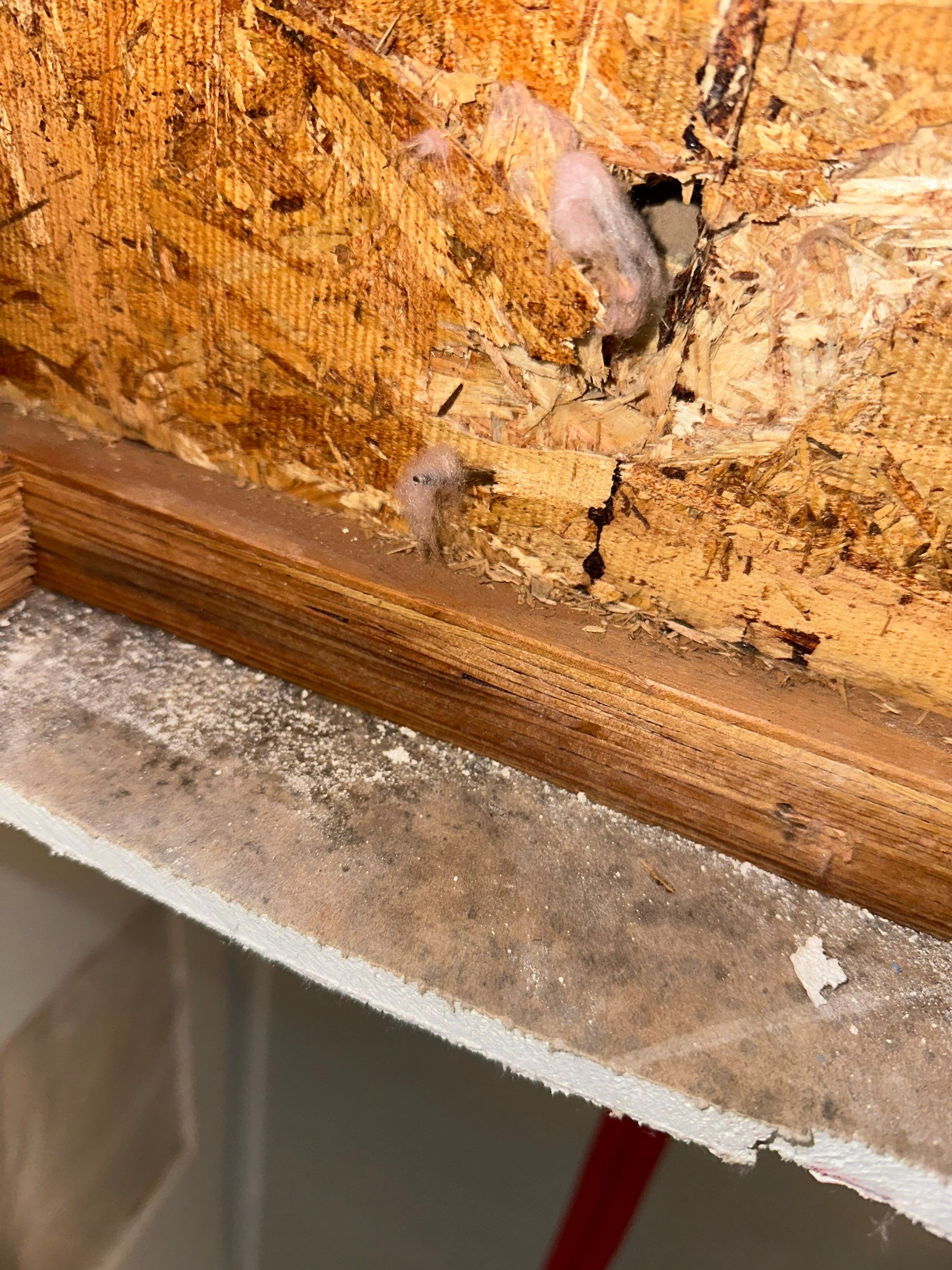 Water Damage in Denver, CO by Alpha Restoration 