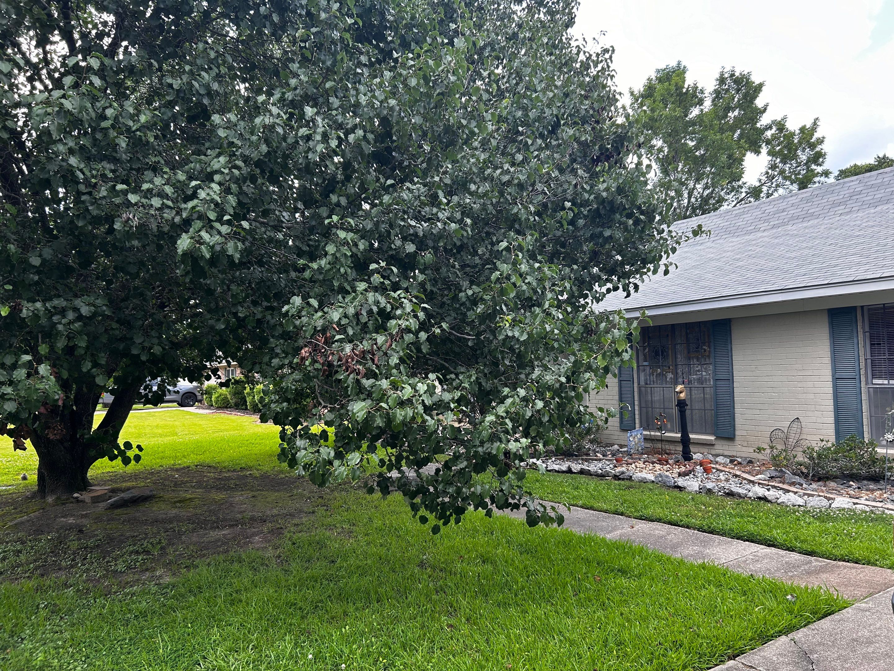 Tree And Hedge Trimming by College Bros Outdoor services