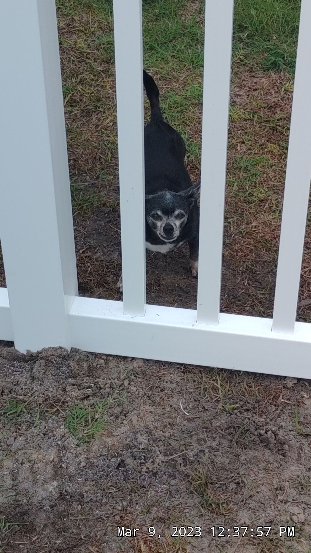 The puppy needed a new by Hip Square Fence Inc.