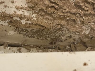 Black Mold Removal — Fort Myers, FL