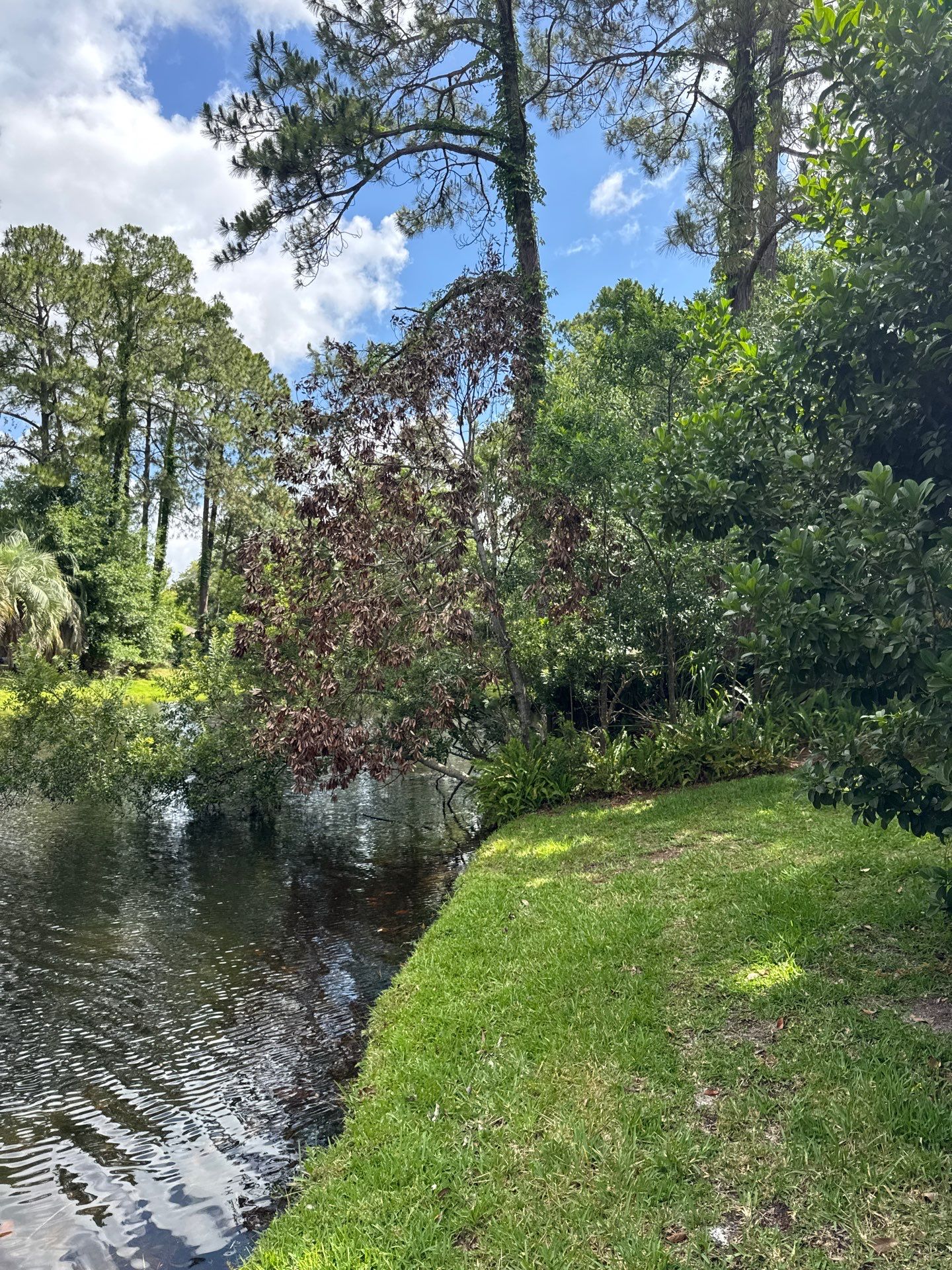Deerwood Resident | Tree Trimming by ProGreen Services