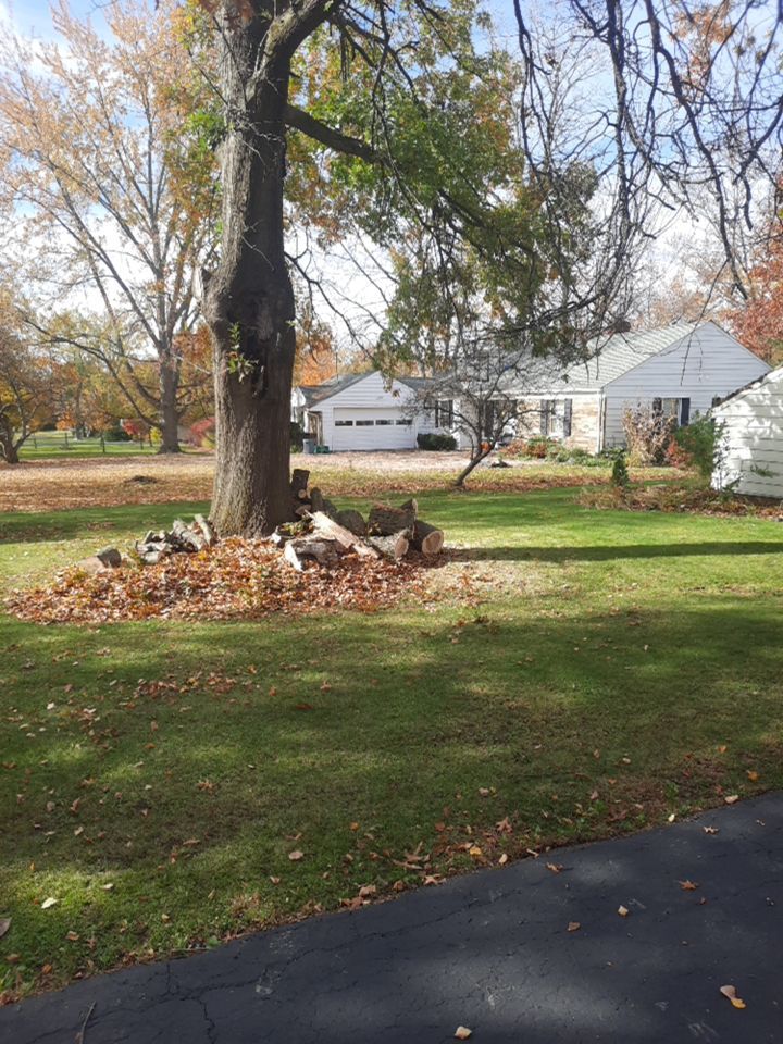 Tree Removal using Tree Removal by Mike Jones & Sons Tree Service LLC 