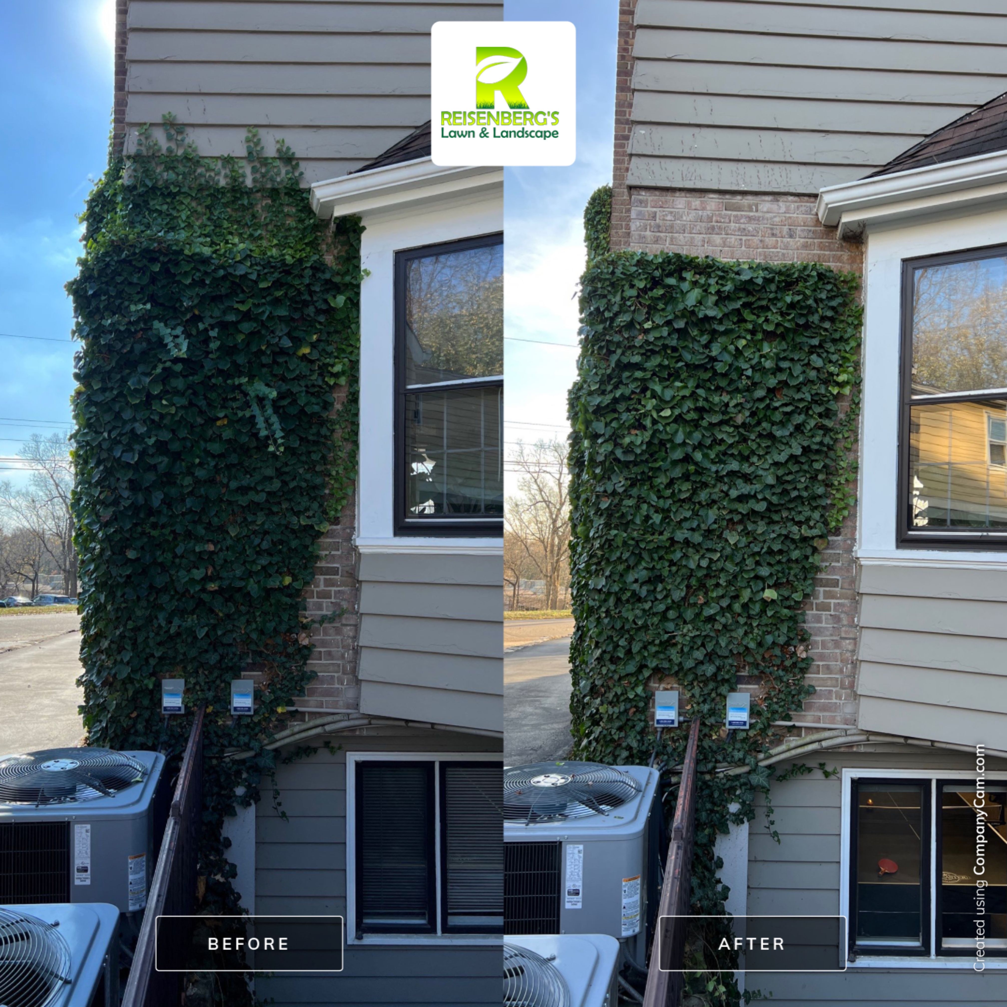 Hand Pruning & Care for Hedera Helix Wall by Reisenberg’s Lawn & Landscape, LLC