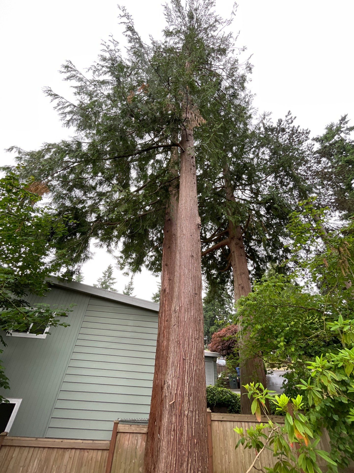🌿Tree Inventory Showcase – Lake Forest Park, WA by Sound Tree Care LLC