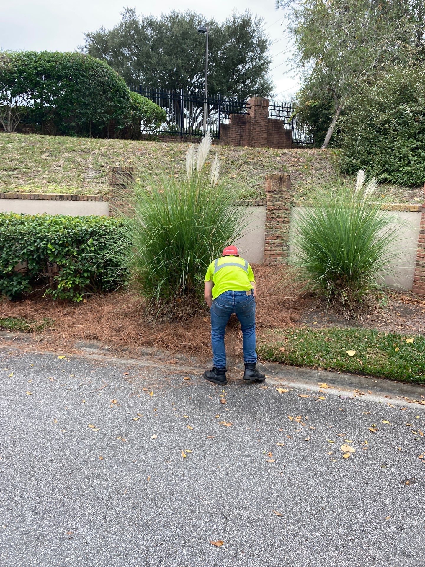 Deerwood Pointe | Tree Removal & Pine Straw Installation by ProGreen Services