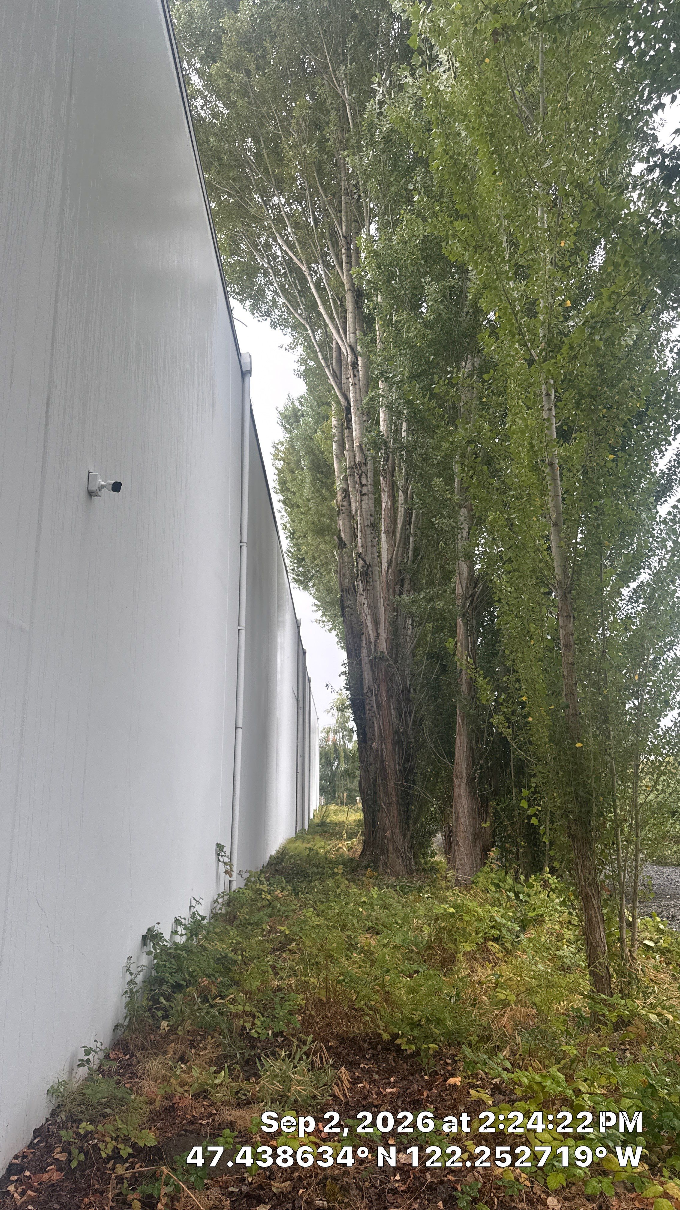 Tukwila Commercial Tree Trimming for Building and Roof Clearance by Sound Tree Care LLC
