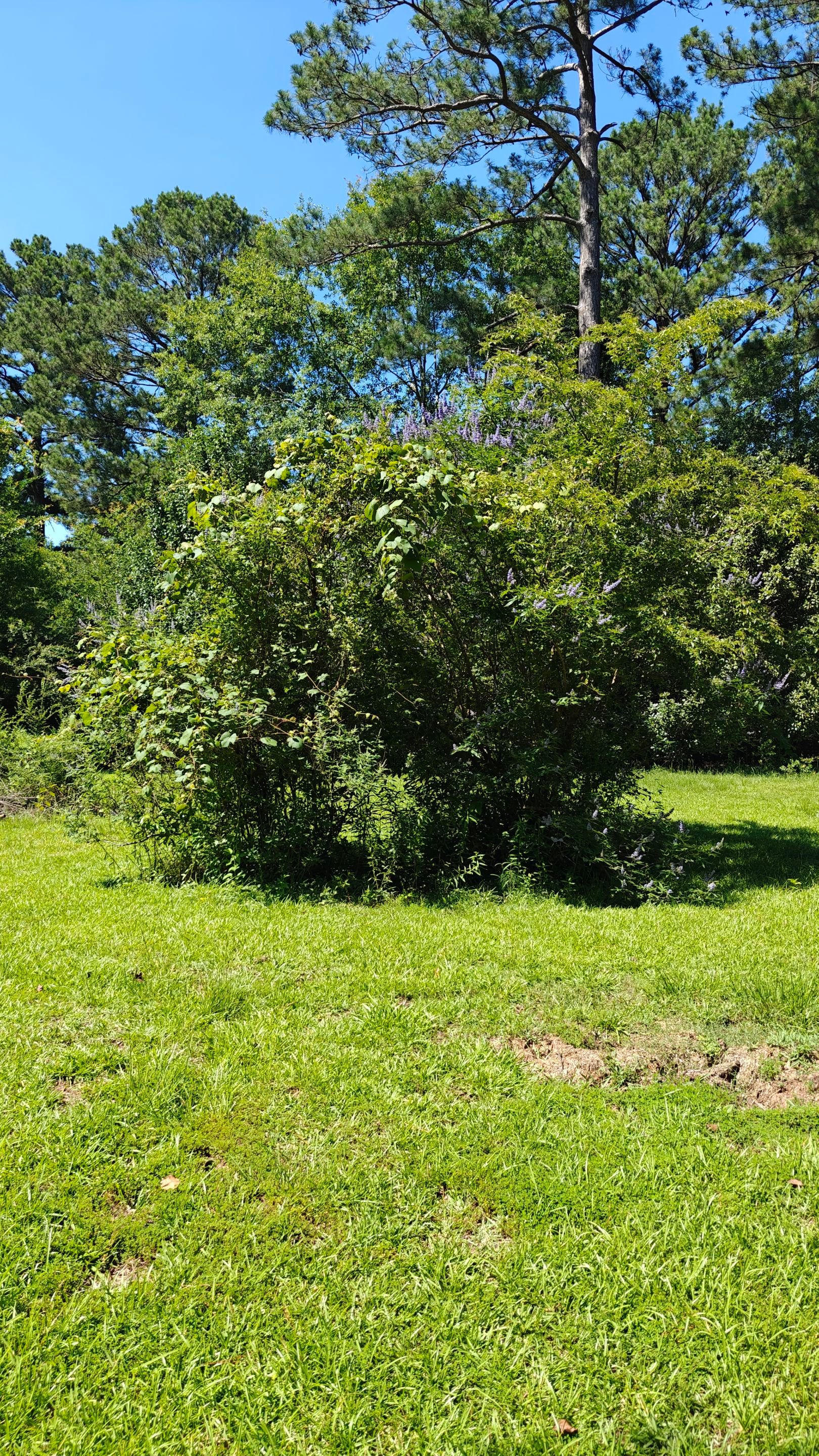 Bi Weekly Landscaping/ Weeding  by College Bros Outdoor services