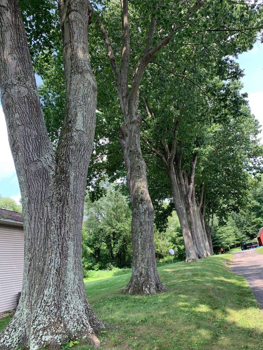 Tree Trimming & Tree Removal in Akron Ohio by Mike Jones & Sons Tree Service LLC 