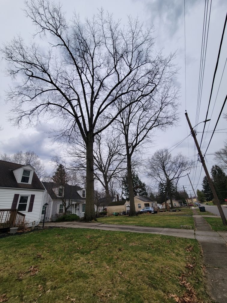 Tree Trimming using Tree Pruing by Mike Jones & Sons Tree Service LLC 