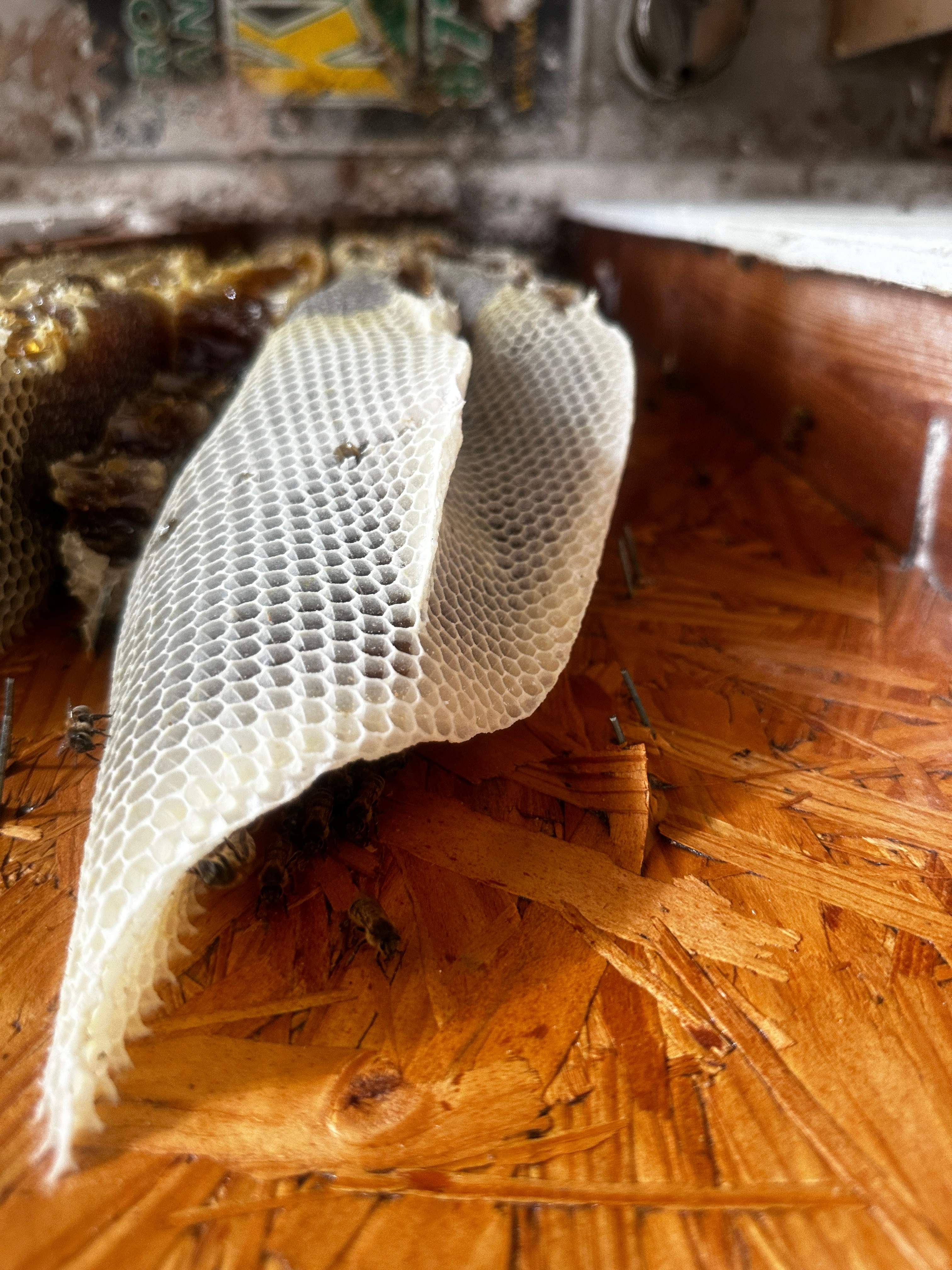 Beautiful Fresh Comb by Rockwall Honey Bee Company