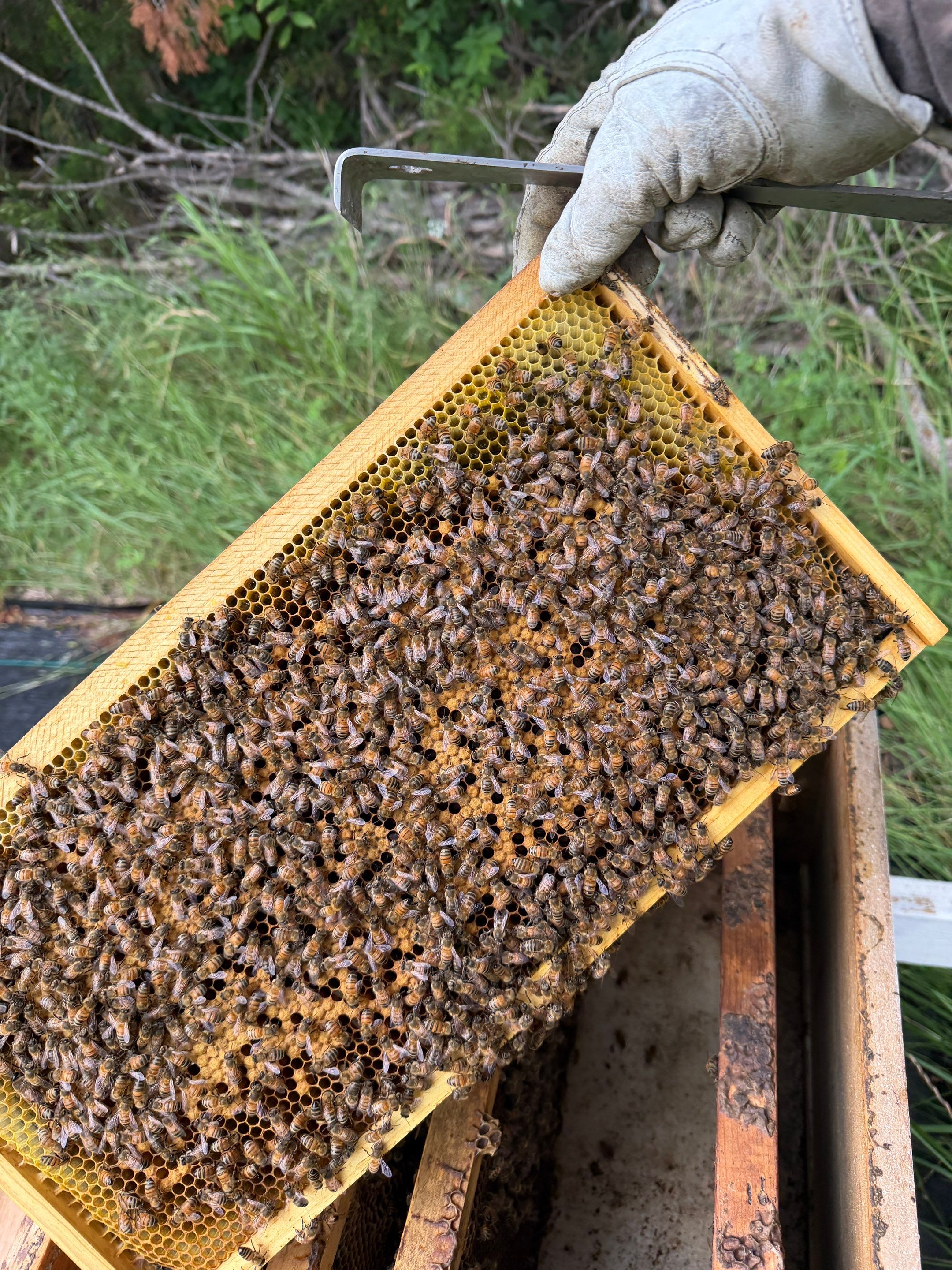 Rustic Grace Apiary in Van Alstyne, TX by Rockwall Honey Bee Company